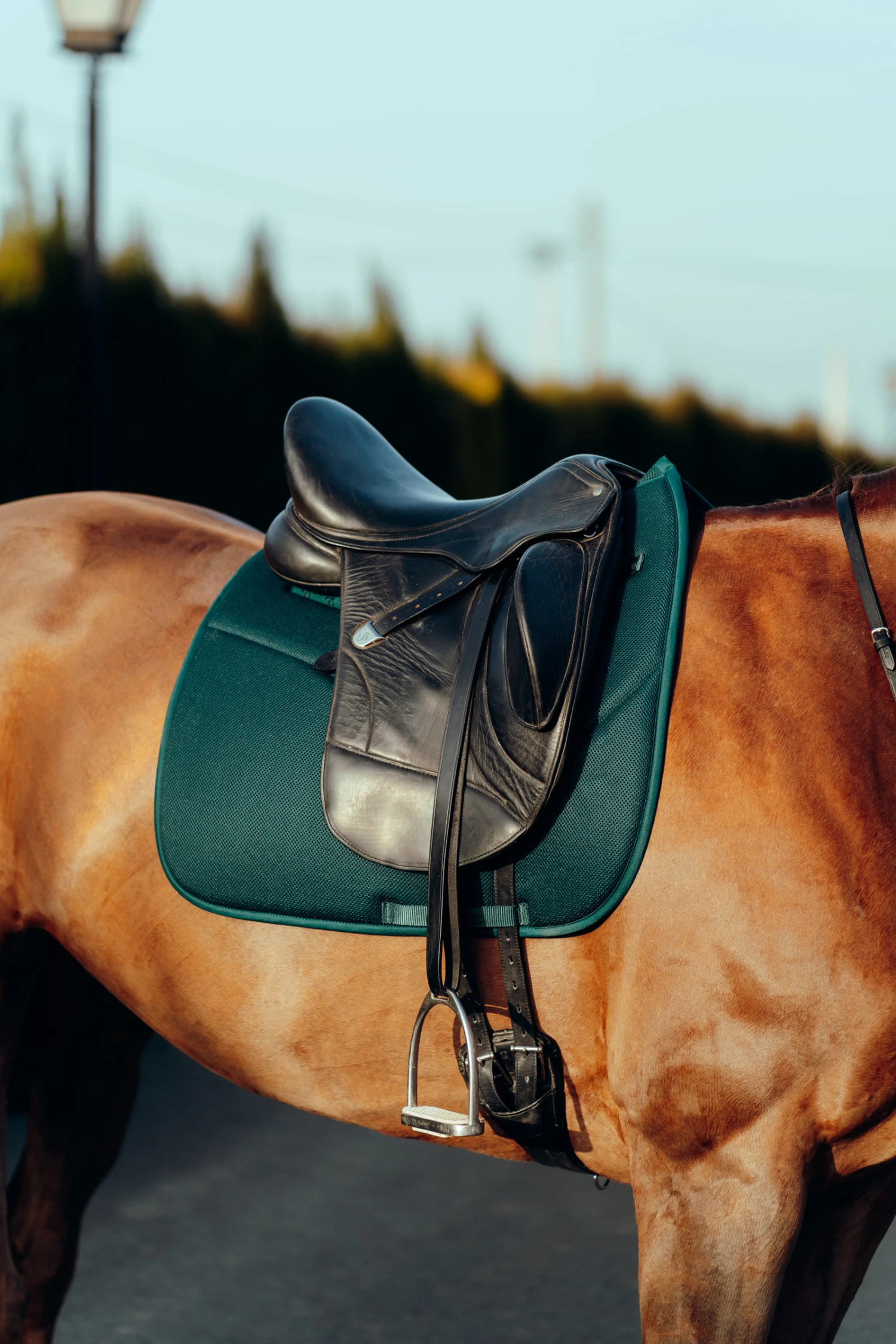 Horze Phoenix Dressurschabracke 16 Horze Phoenix Dressurschabracke – Bild 14