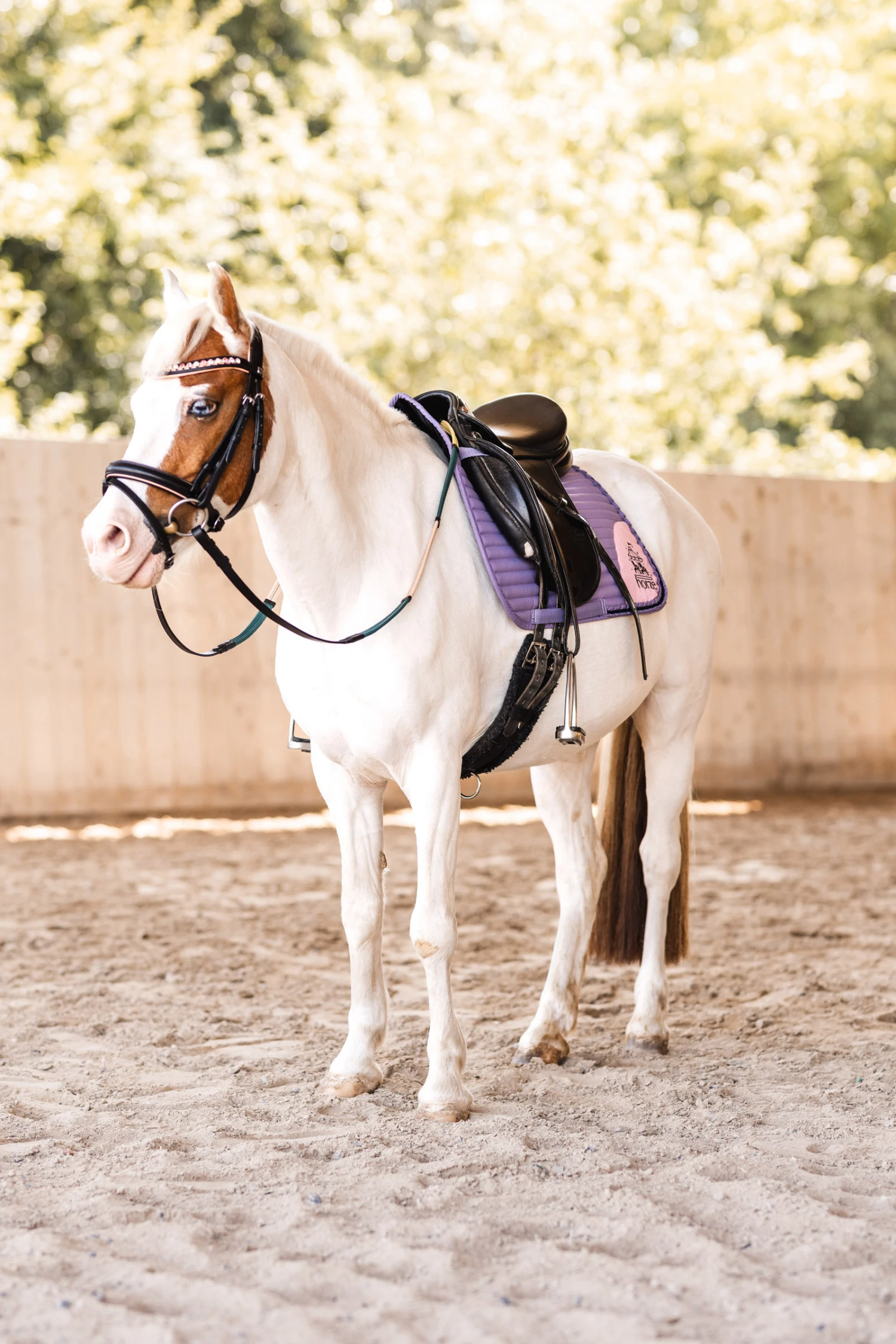 Horze Magic Carousel Vielseitigkeitsschabracke Für Ponys 8 Horze Magic Carousel Vielseitigkeitsschabracke Für Ponys – Bild 6