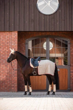 B Vertigo Amory Nierendecke 7 B Vertigo Amory Nierendecke -Cavallo Verkäufe 24389 WTBE 3