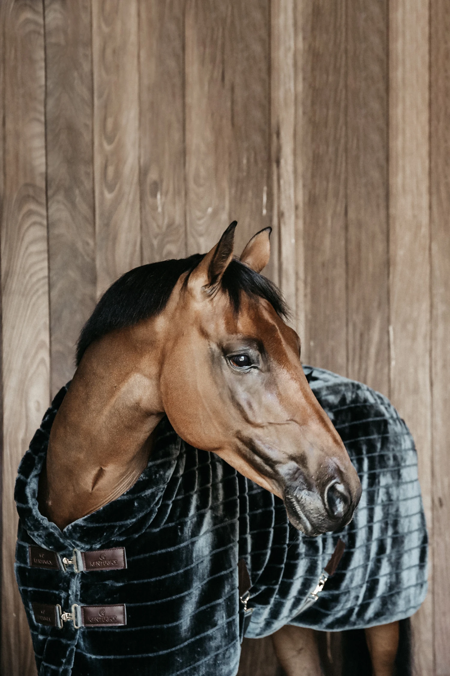 Kentucky Horsewear Fake Fur Stalldecke 4 Kentucky Horsewear Fake Fur Stalldecke – Bild 2