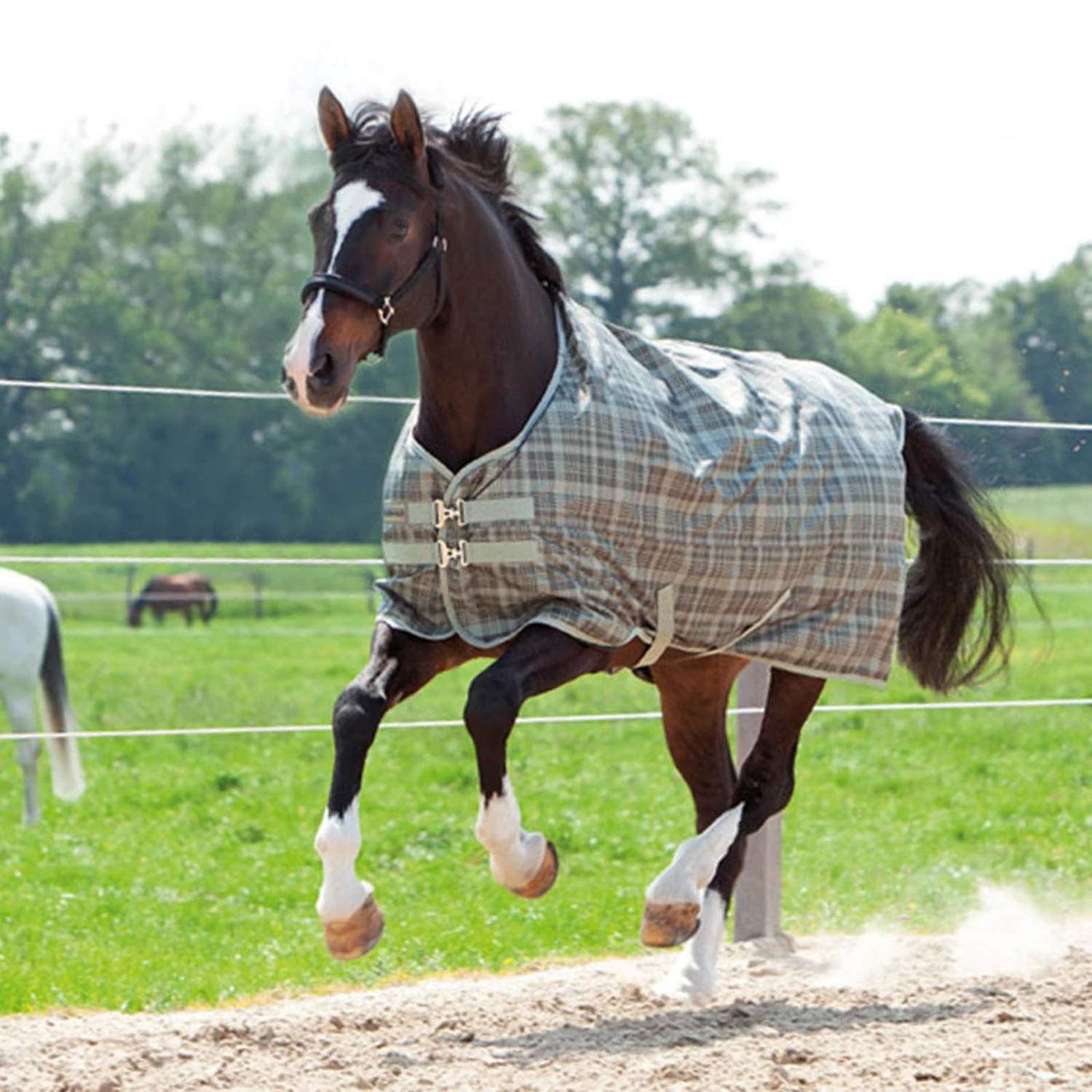 Kavalkade Montreal Weidedecke, 100g 6 Kavalkade Montreal Weidedecke, 100g – Bild 4